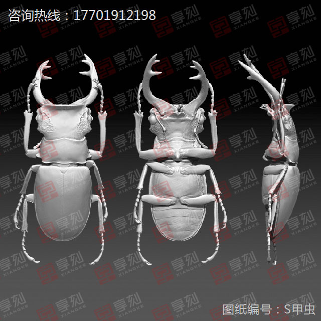 甲虫精雕模型图纸下载